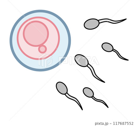 子宮内の卵子と精子で受精するイラスト 117687552
