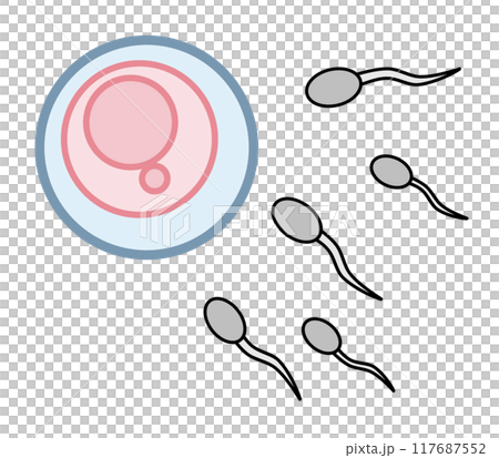 子宮内の卵子と精子で受精するイラスト 117687552
