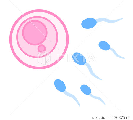 子宮内の卵子と精子で受精するイラスト 子宮内の卵子と精子で受精するイラスト 117687555