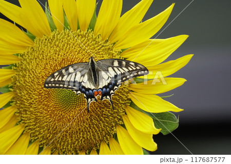 蜜を吸うキアゲハチョウ 蜜を吸うキアゲハチョウ 117687577