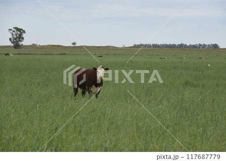 Cattle raising with natural pastures in Pampas countryside, La Pampa Province,Patagonia, Argentina. Cattle raising with natural pastures in Pampas countryside, La Pampa Province,Patagonia, Argentina. 117687779
