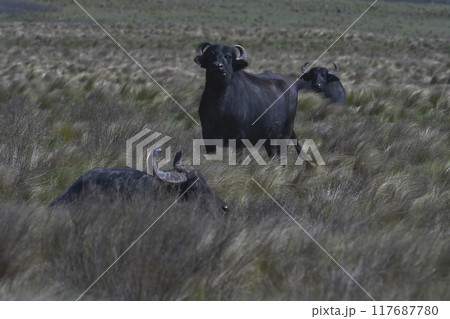 Water buffalo, Bubalus bubalis, species introduced in Argentina, La Pampa province, Patagonia. 117687780