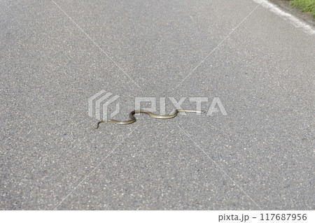 路上のヘビ 117687956
