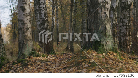 autumn wild park with birch trees low angle 117688130