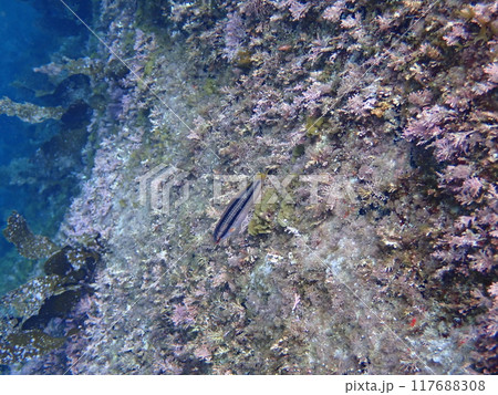海藻が生えた岩場を泳ぐ1匹の魚のキュウセン 海藻が生えた岩場を泳ぐ1匹の魚のキュウセン 117688308