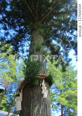 山梨県北杜市、身曾岐神社(みそぎじんじゃ)の【縁結び子宝の杉】 山梨県北杜市、身曾岐神社(みそぎじんじゃ)の【縁結び子宝の杉】 117688584