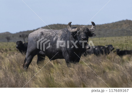 Water buffalo, Bubalus bubalis, species introduced in Argentina, La Pampa province, Patagonia. 117689167