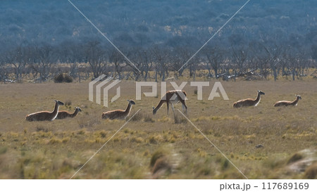 Lama animal, , in pampas grassland environment, La Pampa province, Patagonia,  Argentina 117689169