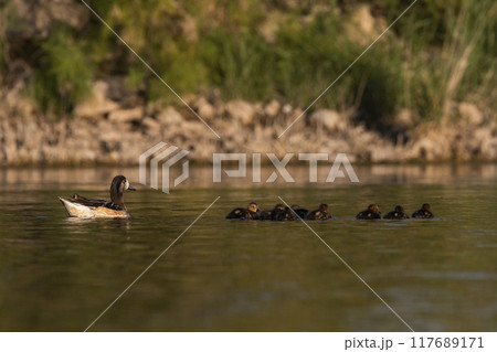 Southern wigeon, Anas sibilatrix, in marsh environment, La Pampa Province, Patagonia, Argentina. 117689171