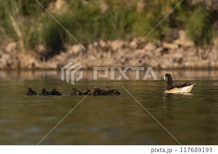 Southern wigeon, Anas sibilatrix, in marsh environment, La Pampa Province, Patagonia, Argentina. Southern wigeon, Anas sibilatrix, in marsh environment, La Pampa Province, Patagonia, Argentina. 117689193