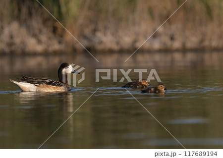 Southern wigeon, Anas sibilatrix, in marsh environment, La Pampa Province, Patagonia, Argentina. Southern wigeon, Anas sibilatrix, in marsh environment, La Pampa Province, Patagonia, Argentina. 117689194