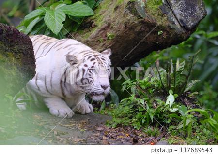 シンガポール動物園のホワイトタイガー 117689543