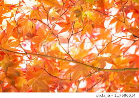 紅葉したモミジ 紅葉したモミジ 117690014