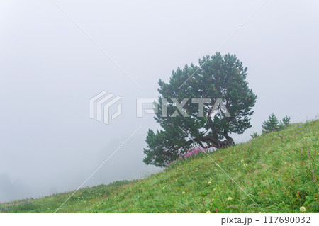 lonely tree on alpine meadow vegetation on a mountain slope inside a cloud 117690032