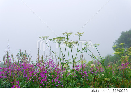 alpine meadow vegetation on a mountain slope inside a cloud 117690033