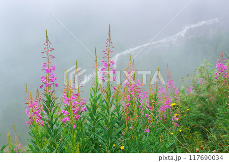 willowherb on a mountain slope inside a cloud 117690034