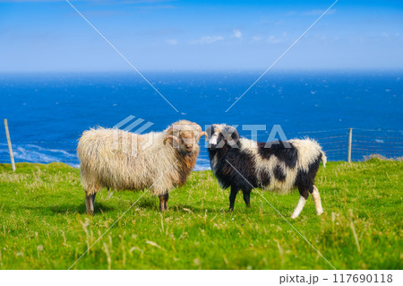 Highland sheep in a meadow. Faroe Islands, Denmark. View of the field and animal. Highland sheep in a meadow. Faroe Islands, Denmark. View of the field and animal. 117690118