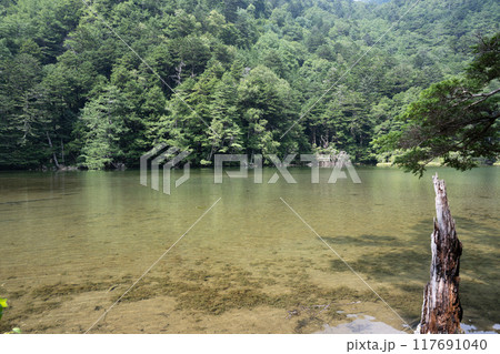 夏の上高地，明神池／長野県 117691040