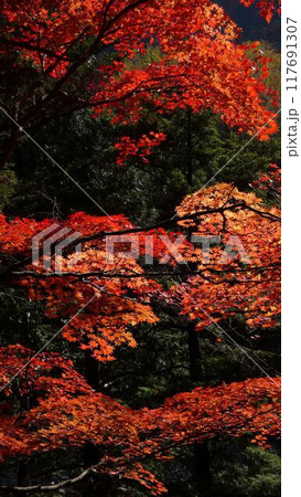 深紅のもみじ 深紅のもみじ 117691307