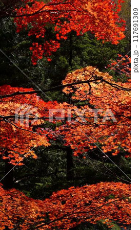 深紅のもみじ 117691309
