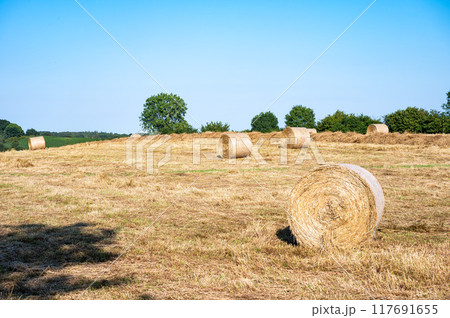 Hay stack roles at an harvested golden wheat field around Neustadt in Holstein, Germany 117691655