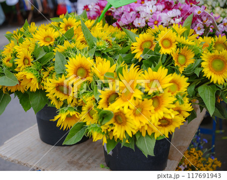 Vienna Film Festival, Europe's largest culture, culinary festival. 117691943