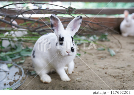 Selective focus on a white rabbit with a black eye sitting behind a fence in an open-air enclosure at the zoo. A rabbit with space to copy. High quality photo 117692202