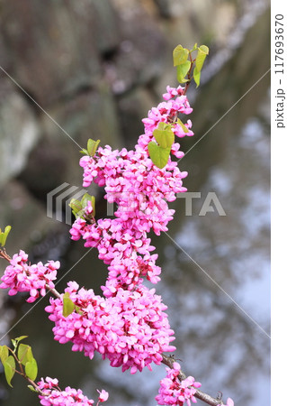 満開の花蘇芳(ハナズオウ) 満開の花蘇芳(ハナズオウ) 117693670