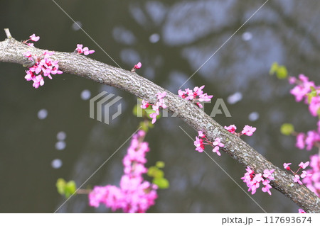 満開の花蘇芳（ハナズオウ）　  117693674
