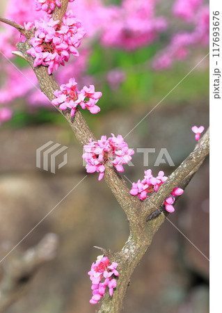 満開の花蘇芳（ハナズオウ）　  117693676