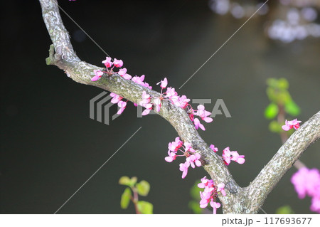 満開の花蘇芳(ハナズオウ) 満開の花蘇芳(ハナズオウ) 117693677
