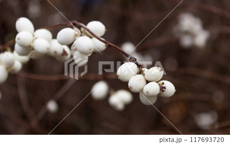 Snowberries Symphoricarpos Snowberries Symphoricarpos 117693720