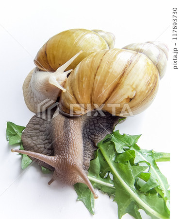 Snails Achatina Snails Achatina 117693730