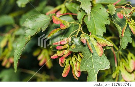 Silver maple, Acer saccarinum Silver maple, Acer saccarinum 117693745