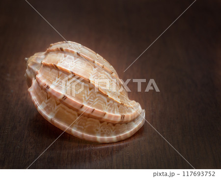 Seashell 117693752