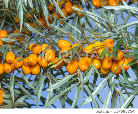 Branches of seabuckthorn Branches of seabuckthorn 117693754