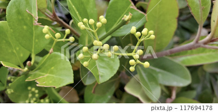 シャリンバイ シャリンバイ 117694178