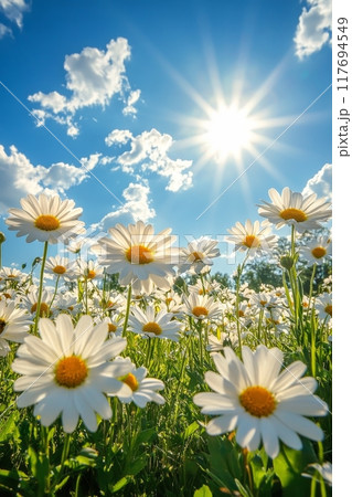 Daisies blooming under a bright blue sky in a...のイラスト素材 [117694549] - PIXTA