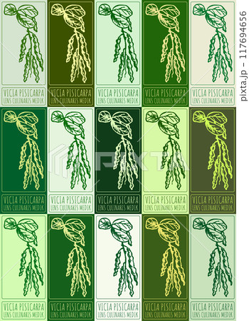 Set of vector drawing VICIA PISICARPA in various colors. Hand drawn illustration. Latin name is LENS CULINARIS MEDIK Set of vector drawing VICIA PISICARPA in various colors. Hand drawn illustration. Latin name is LENS CULINARIS MEDIK 117694656
