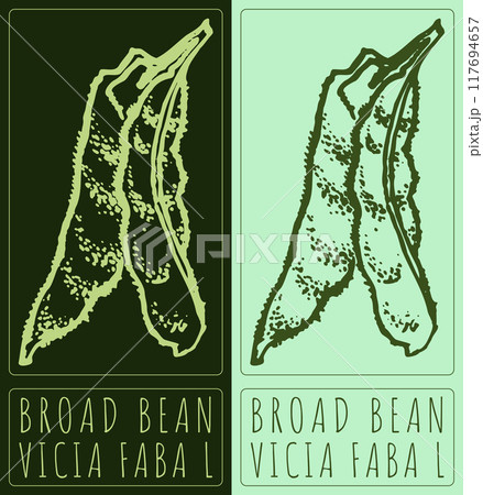 Vector drawing BROAD BEAN. Hand drawn illustration. Latin name is Vicia faba L Vector drawing BROAD BEAN. Hand drawn illustration. Latin name is Vicia faba L 117694657