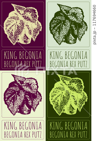 Set of vector drawing KING BEGONIA in various colors. Hand drawn illustration. Latin name is BEGONIA REX PUTZ Set of vector drawing KING BEGONIA in various colors. Hand drawn illustration. Latin name is BEGONIA REX PUTZ 117694660