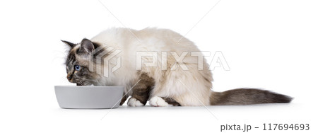 Eating cat on white background 117694693