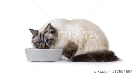 Eating cat on white background 117694694