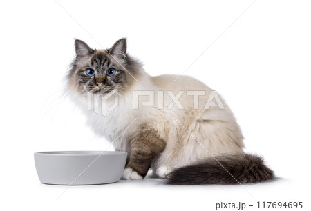 Eating cat on white background 117694695