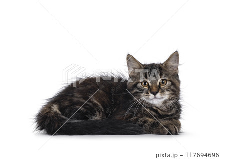 House cat kitten on white background 117694696