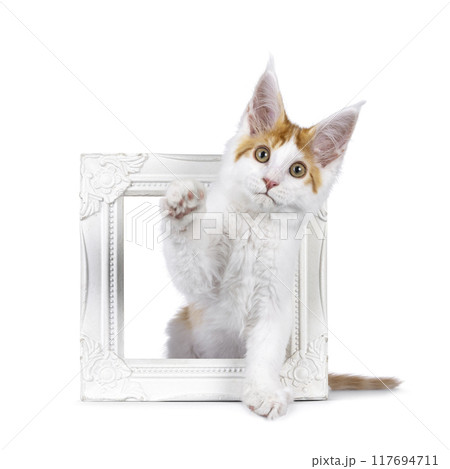 Maine Coon cat on white background 117694711