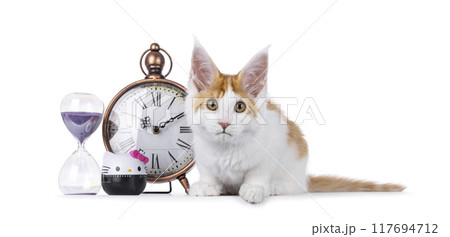 Maine Coon cat on white background Maine Coon cat on white background 117694712