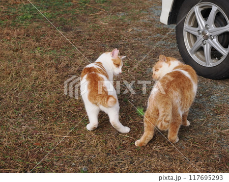 猫じゃらしで遊ぶ可愛い猫たち 猫じゃらしで遊ぶ可愛い猫たち 117695293