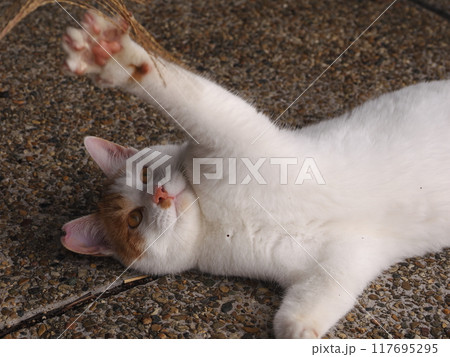 猫じゃらしで遊ぶ可愛い猫たち 猫じゃらしで遊ぶ可愛い猫たち 117695295