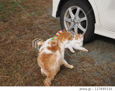 猫じゃらしで遊ぶ可愛い猫たち 猫じゃらしで遊ぶ可愛い猫たち 117695310